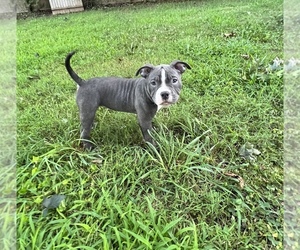 American Bully Puppy for sale in WOLCOTT, CT, USA