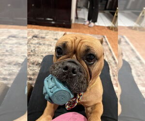 Honey - Female Free-Lance Bulldog Dog for Adoption - Photo #3