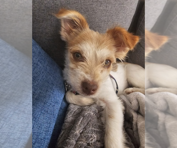 Medium Photo #3 Chihuahua-Unknown Mix Puppy For Sale in Bellevue, WA, USA