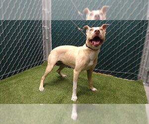Mutt Dogs for adoption in Downey, CA, USA