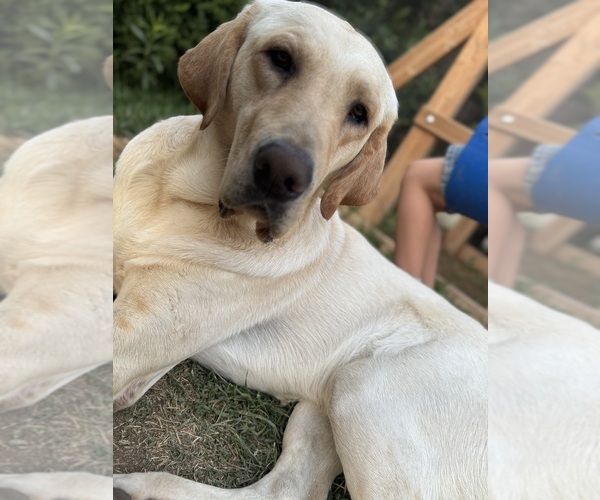 Medium Photo #1 Labrador Retriever Puppy For Sale in BEAUMONT, CA, USA