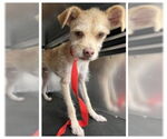 Small #1 Chihuahua
