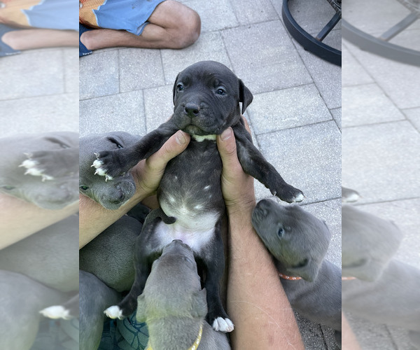 Medium Photo #5 American Pit Bull Terrier Puppy For Sale in PARRISH, FL, USA