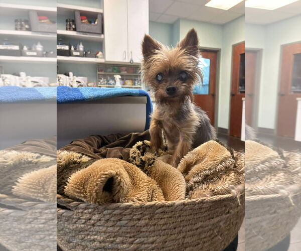 Medium Photo #1 Mutt Puppy For Sale in Mount Pleasant, SC, USA