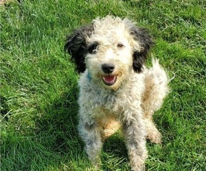 Mother of the Bernedoodle (Miniature) puppies born on 10/21/2023