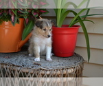 Small Photo #2 Shetland Sheepdog Puppy For Sale in GREENWOOD, WI, USA