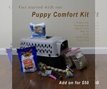 Small Photo #9 Shiba Inu Puppy For Sale in THREE RIVERS, MI, USA