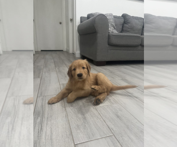 Medium Photo #2 Golden Retriever Puppy For Sale in ORLANDO, FL, USA