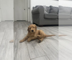 Small #1 Golden Retriever