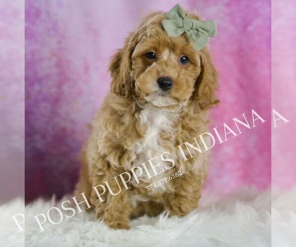Medium Photo #1 Poodle (Toy) Puppy For Sale in WARSAW, IN, USA