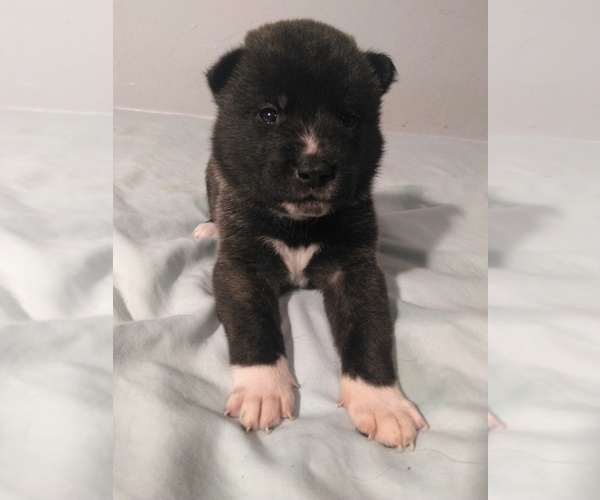 Medium Photo #1 Akita Puppy For Sale in STATESVILLE, NC, USA