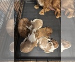 Small #6 Cavalier King Charles Spaniel