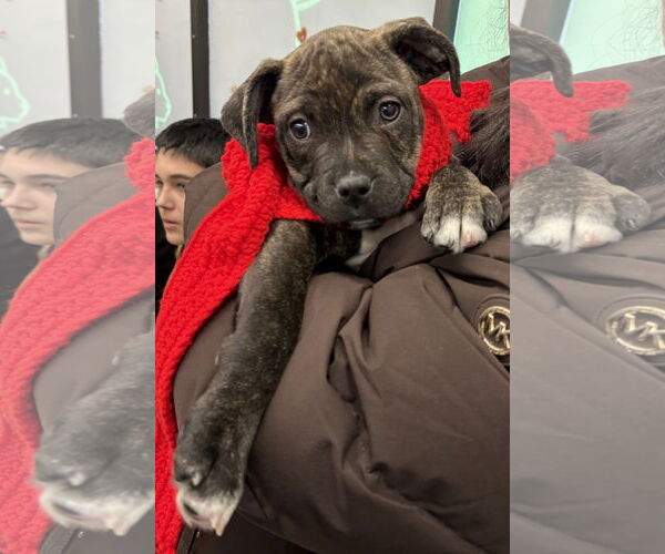 Medium Photo #3 Mutt Puppy For Sale in Clarkston, MI, USA