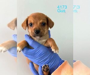 Beagle-Unknown Mix Dogs for adoption in New York, NY, USA