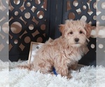 Small #1 Maltipoo (Miniature)