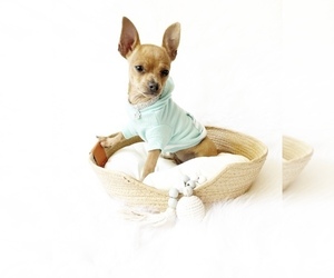 Chihuahua Puppy for sale in SACRAMENTO, CA, USA