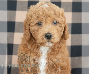 Goldendoodle (Miniature) Puppy for sale in DORNSIFE, PA, USA