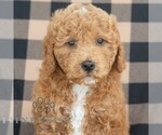 Small Goldendoodle (Miniature)