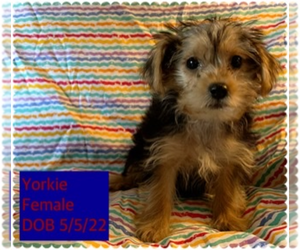 Yorkshire Terrier Puppy for sale in AMSTERDAM, MO, USA