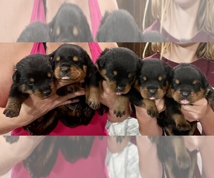 Rottweiler Puppy for sale in DOZIER, AL, USA