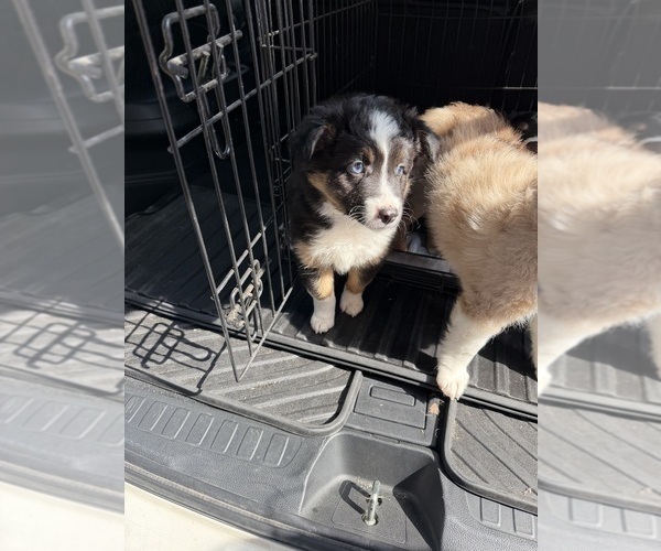 Medium Photo #2 North American Shepherd Puppy For Sale in FLAT ROCK, AL, USA