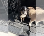 Small #1 North American Shepherd