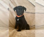 Small #2 Labrador Retriever Mix