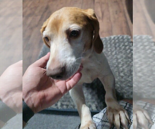 Medium Photo #13 Beagle Puppy For Sale in Dunnellon, FL, USA