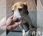 Small #12 Beagle