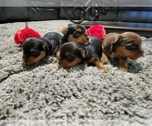 Yorkshire Terrier Puppy for sale in PALMDALE, CA, USA
