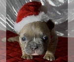 Small Photo #5 French Bulldog Puppy For Sale in WEXFORD, PA, USA