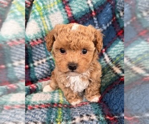 Poodle (Toy) Puppy for sale in Lexington, NC, USA