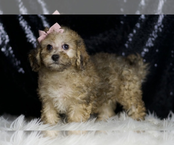 Medium Photo #2 Poodle (Miniature) Puppy For Sale in WARSAW, IN, USA