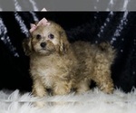 Small #1 Poodle (Miniature)