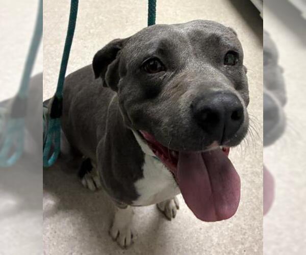 Medium Photo #1 Mutt Puppy For Sale in Bakersfield, CA, USA