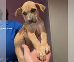 Small #1 Black Mouth Cur Mix