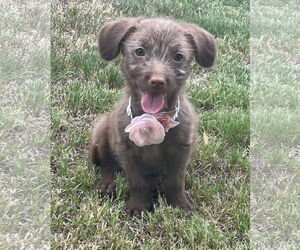 Chihuahua-Unknown Mix Dogs for adoption in Phoenix, AZ, USA