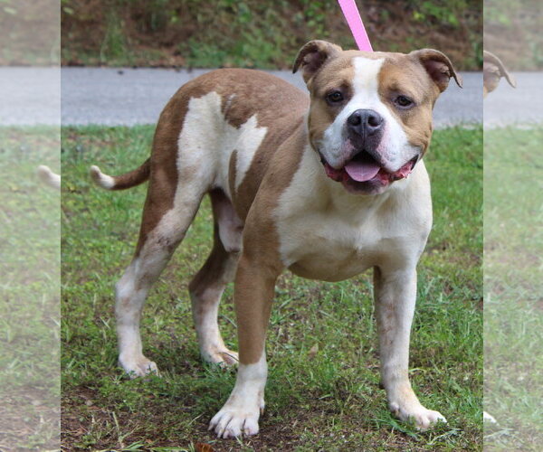 Medium Photo #3 Mutt Puppy For Sale in Prattville, AL, USA