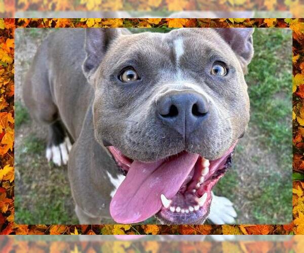 Medium Photo #8 American Pit Bull Terrier Puppy For Sale in Ojai, CA, USA