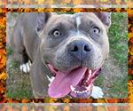 Small #7 American Pit Bull Terrier