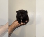 Small #3 Pomeranian