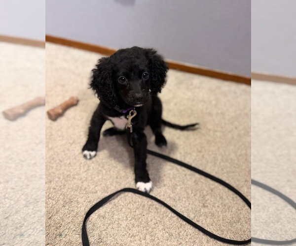 Medium Photo #4 Cock-A-Poo-Unknown Mix Puppy For Sale in Grafton, WI, USA