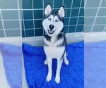 Small Photo #3  Puppy For Sale in , 