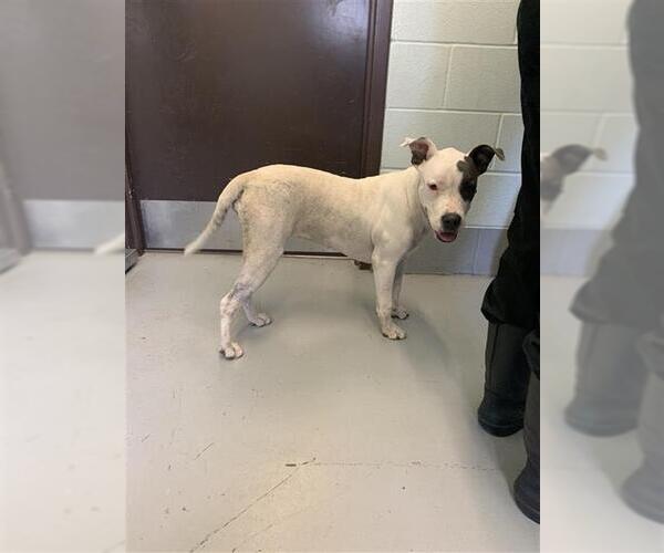 Medium Photo #1 American Pit Bull Terrier-Unknown Mix Puppy For Sale in Corpus Christi, TX, USA