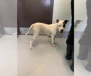 American Pit Bull Terrier-Unknown Mix Dogs for adoption in Corpus Christi, TX, USA