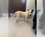 Small American Pit Bull Terrier Mix
