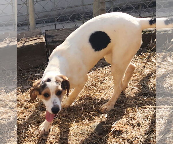 Medium Photo #2 Mutt Puppy For Sale in Wetumpka, AL, USA