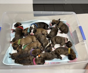 Boxer Litter for sale in SANFORD, NC, USA