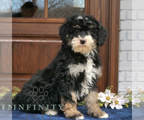 Medium Photo #4 Bernedoodle (Miniature) Puppy For Sale in NARVON, PA, USA