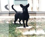 Small Photo #5 Labrador Retriever-Pembroke Welsh Corgi Mix Puppy For Sale in The Woodlands, TX, USA
